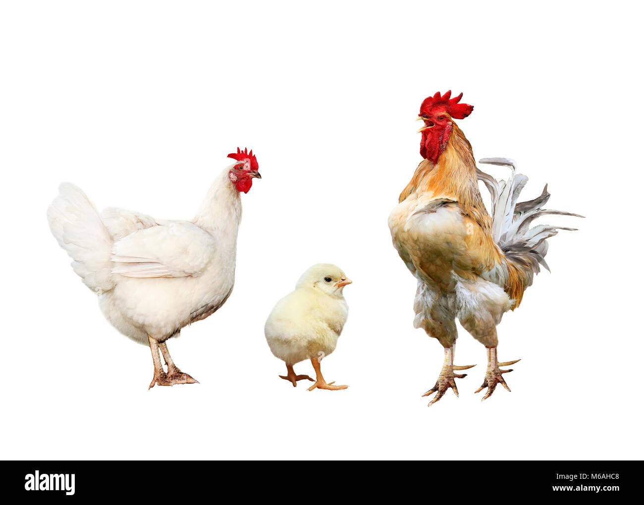 Portrait de famille volailles Poulets, coq rouge vif peu de poulet sur un fond isolé blanc Banque D'Images