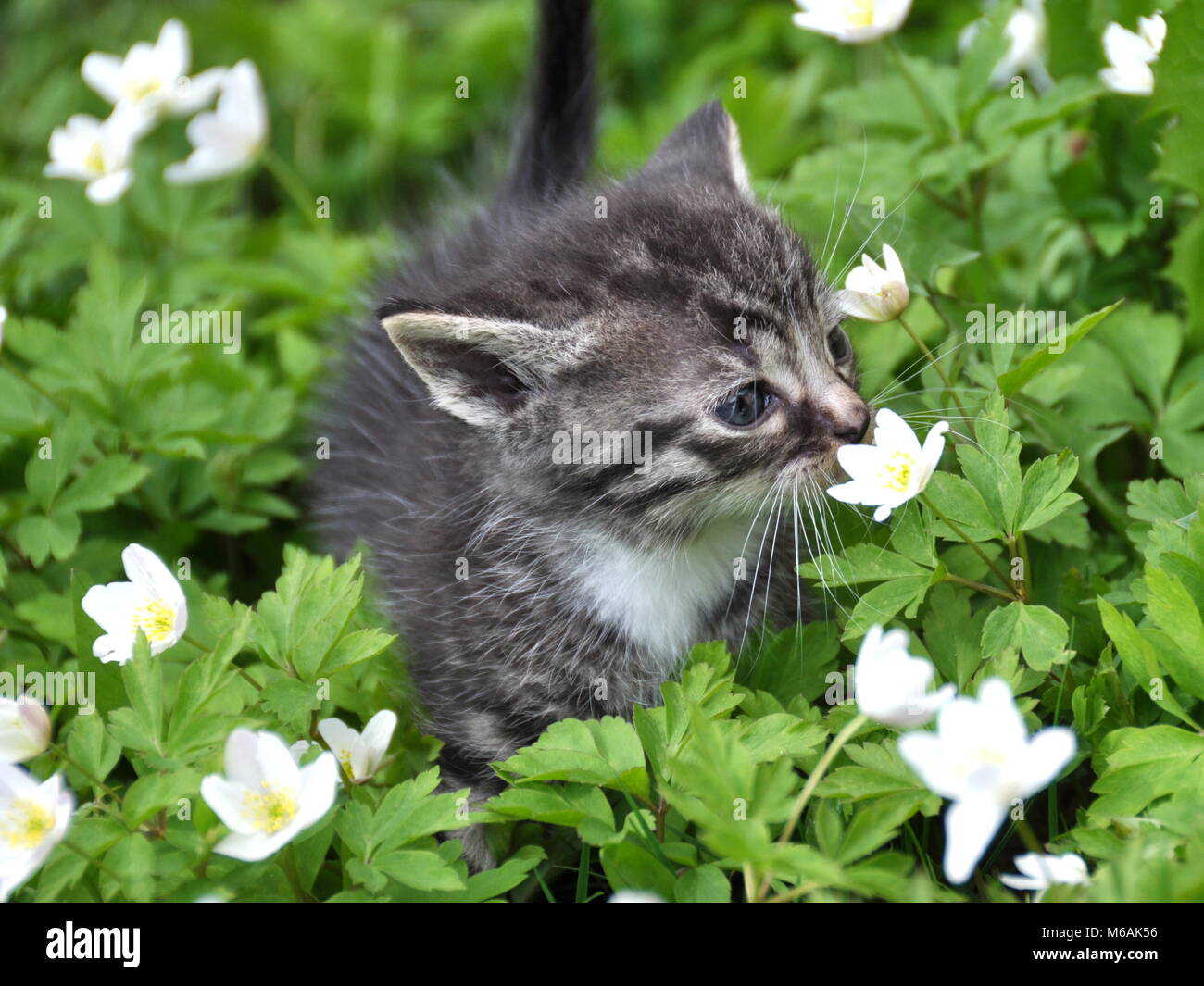 Petit Chaton l'odeur des fleurs sauvages Banque D'Images