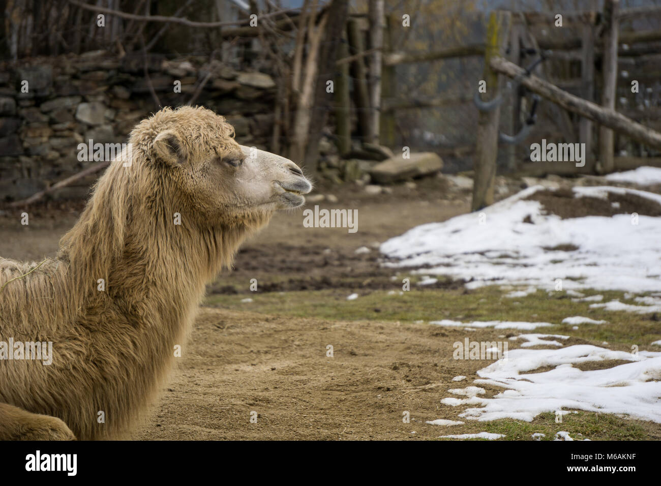 Tête et cou de chameau au zoo en hiver avec copie espace à droite Banque D'Images