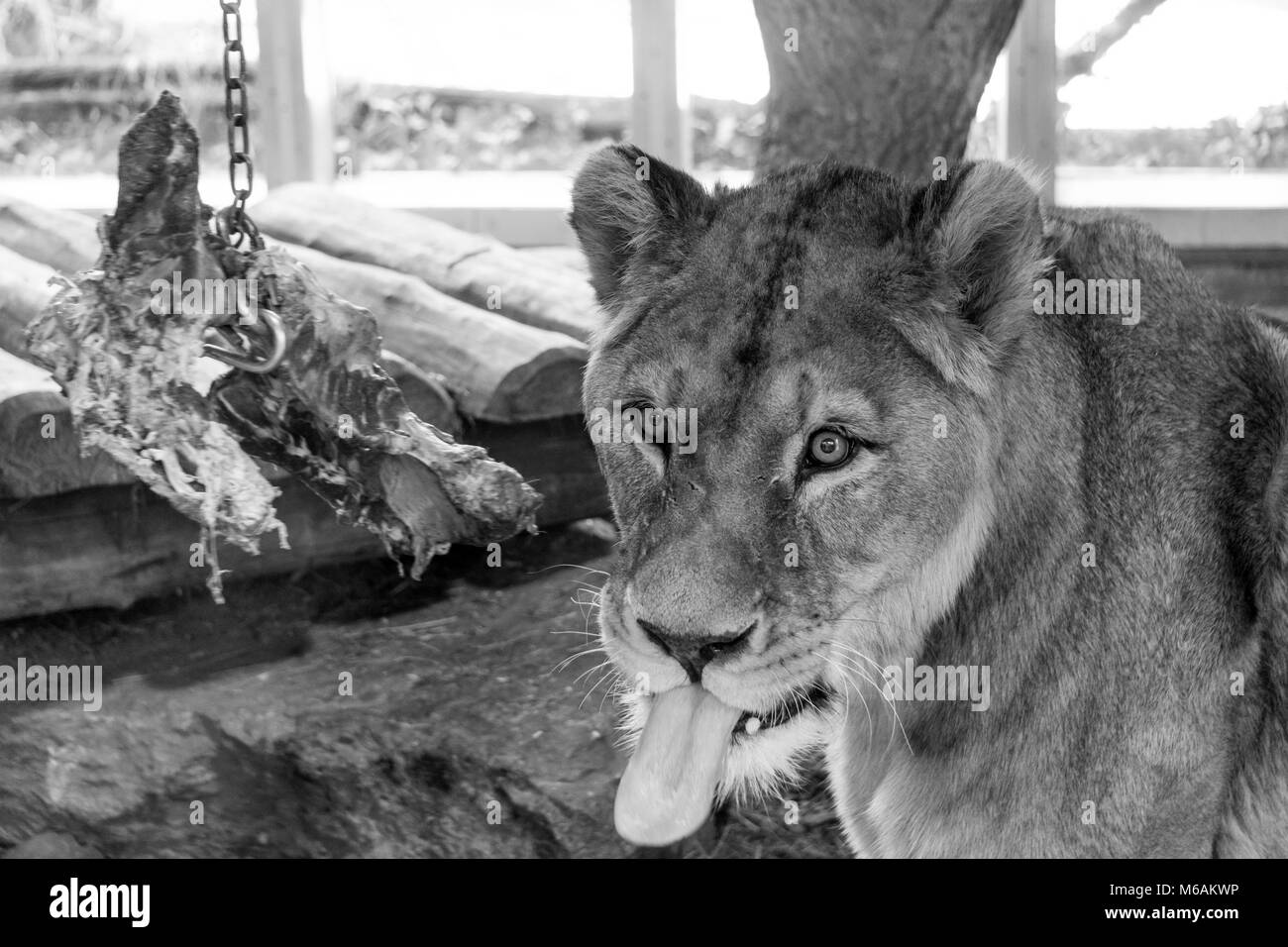 Lionne avec grande langue étendu se tourne vers les personnes rassemblées à la regarder se nourrissent au zoo (noir et blanc)) Banque D'Images