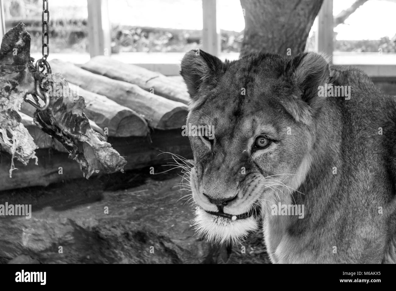 Lionne grogne à spectateurs se sont réunis pour regarder son feed au zoo Banque D'Images