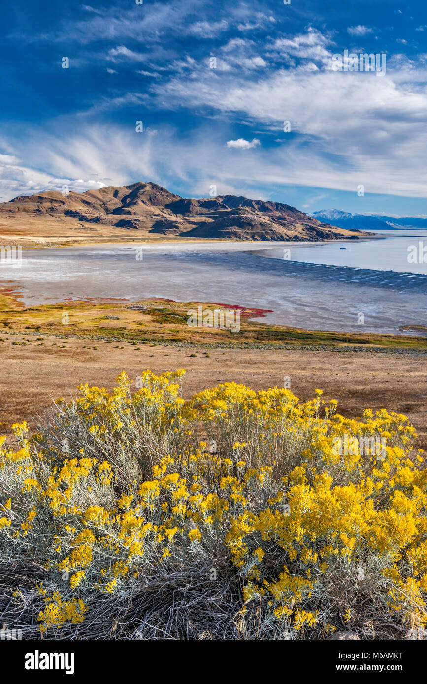 Rabbitbush alias la bigelovie arbustes, White Rock Bay au Grand Lac Salé et tête d'éléphant dans la montagne, distance Antelope Island State Park, Utah, USA Banque D'Images