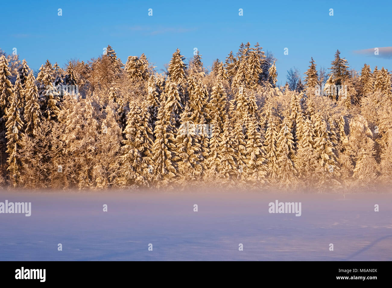 Snowy forest edge dans la lumière du matin, Geretsried, Upper Bavaria, Bavaria, Germany Banque D'Images