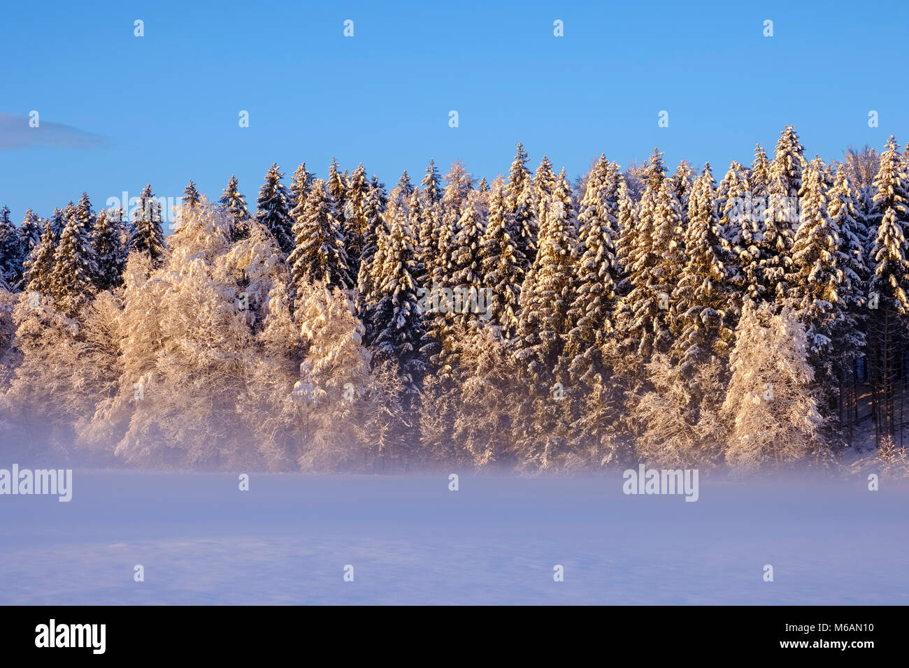 Snowy forest edge dans la lumière du matin, Geretsried, Upper Bavaria, Bavaria, Germany Banque D'Images