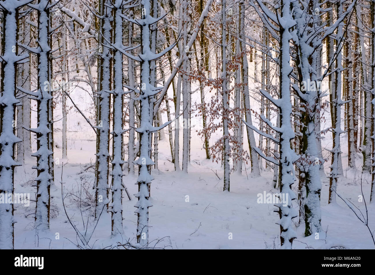 Les troncs des arbres couverts de neige, forêt mixte, près de Dietramszell, Upper Bavaria, Bavaria, Germany Banque D'Images