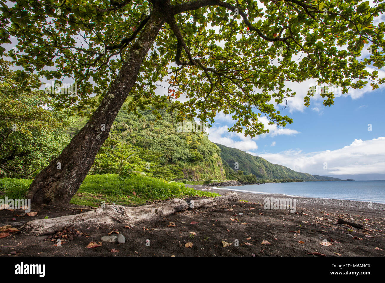 Grand arbre, plage, paysage côtier, Tahiti, Polynésie Française Banque D'Images