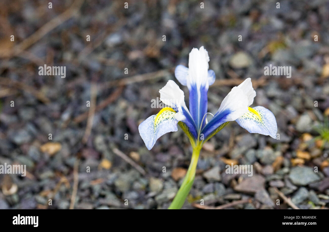 Iris reticulata 'Sea Breeze' fleur. Banque D'Images