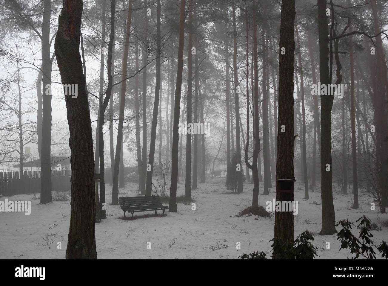 Un épais brouillard dans un parc en hiver Banque D'Images