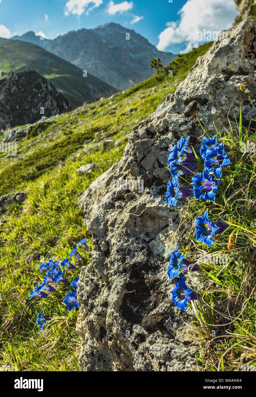 La floraison de la gentiane à Monte Prena Banque D'Images