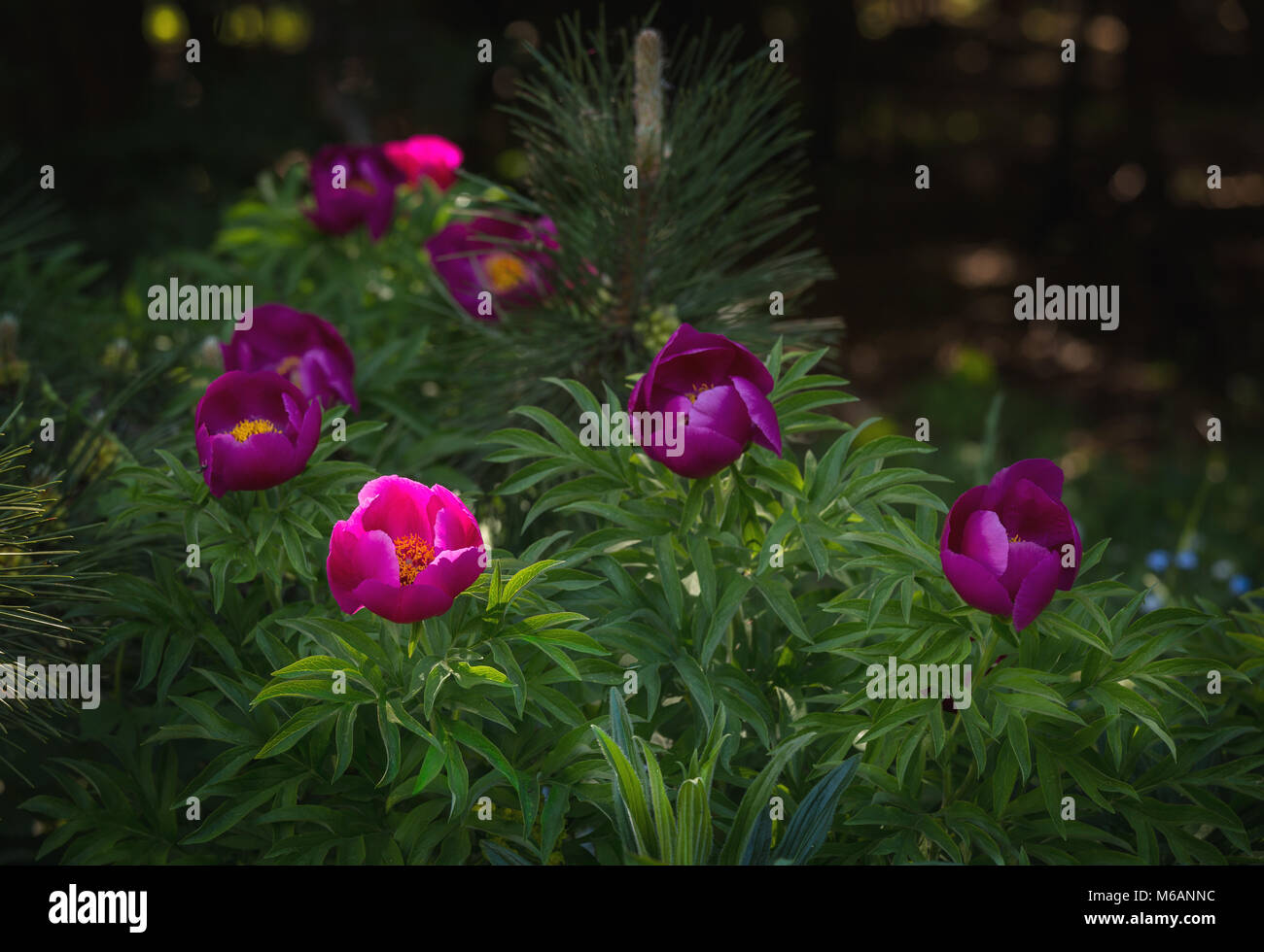 La Pivoine officinale à Monte Morrone Banque D'Images