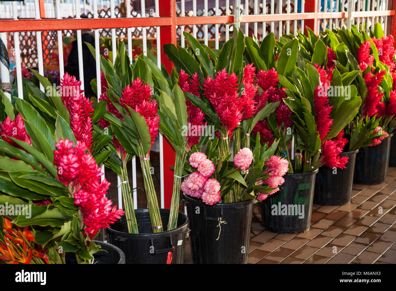 Alpinia purpurata rouge (gingembre), fleurs à vendre, marché de Papeete, Tahiti, Polynésie Française Banque D'Images