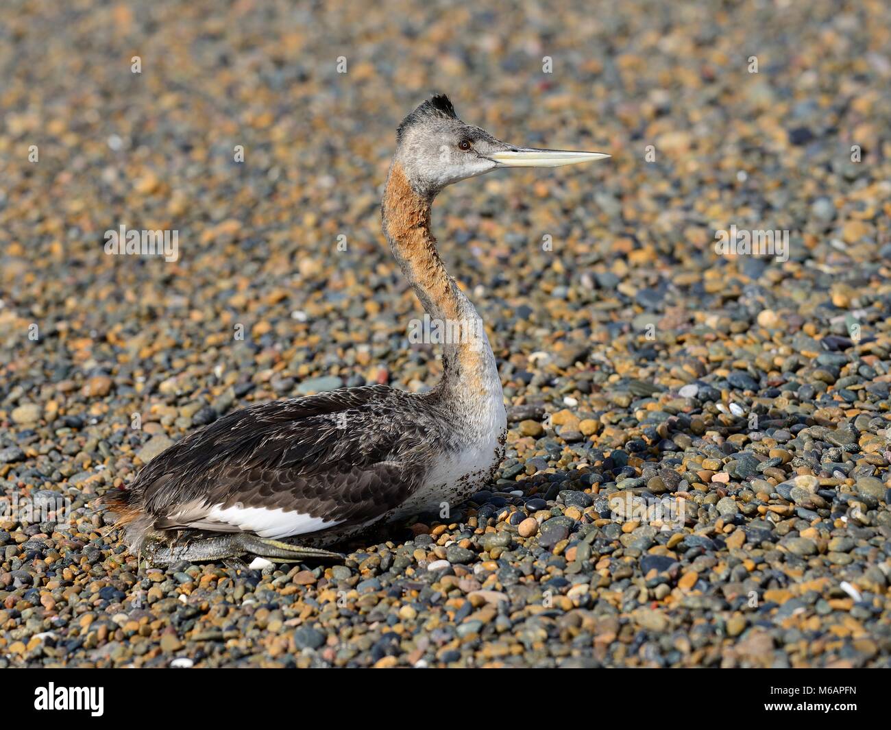 Grand grebe (Podiceps major) à plage de graviers, Camarones, Chubut, Argentine Banque D'Images