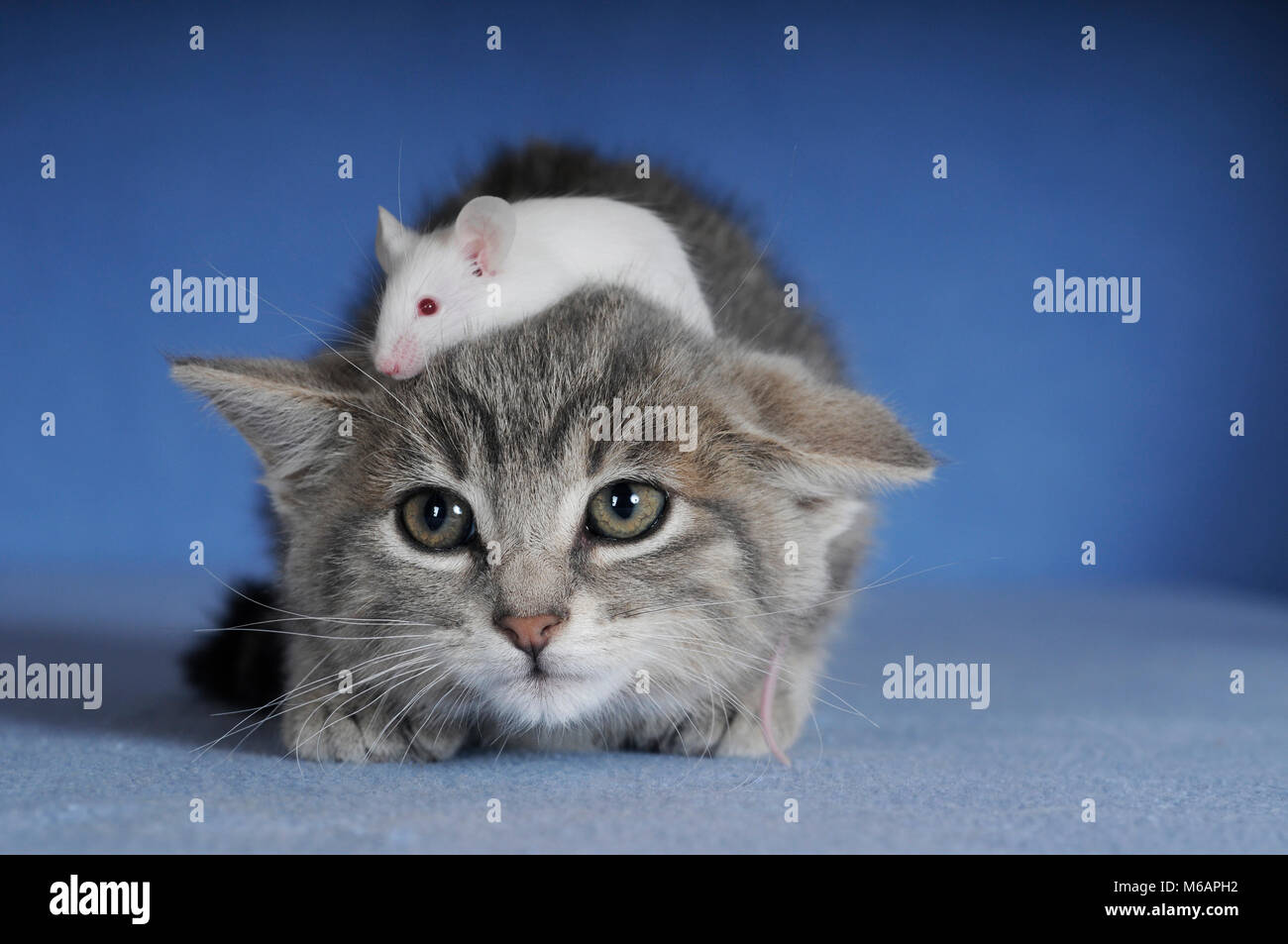 Chaton, silver tabby et blanc couleur souris fantaisie Banque D'Images