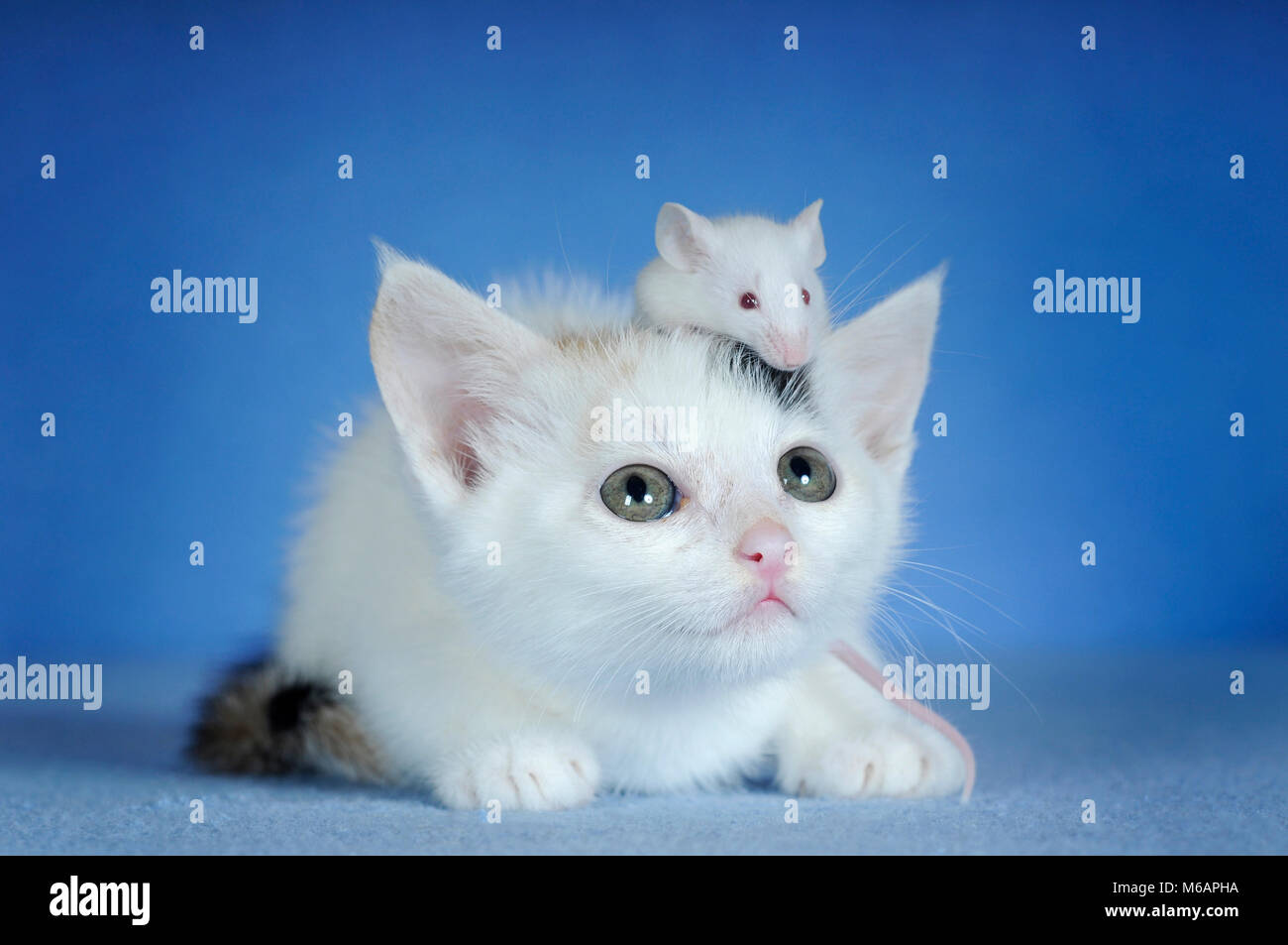 Chaton, blanc avec le maquereau et blanc couleur souris fantaisie Banque D'Images