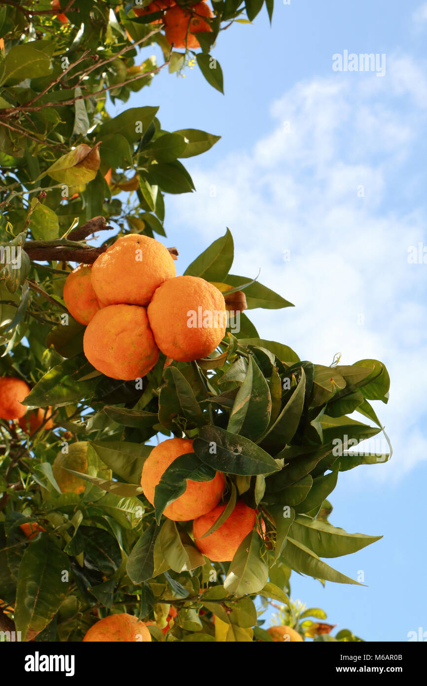 Orange tree fruit morocco Banque de photographies et d'images &agrave; haute  r&eacute;solution - Alamy