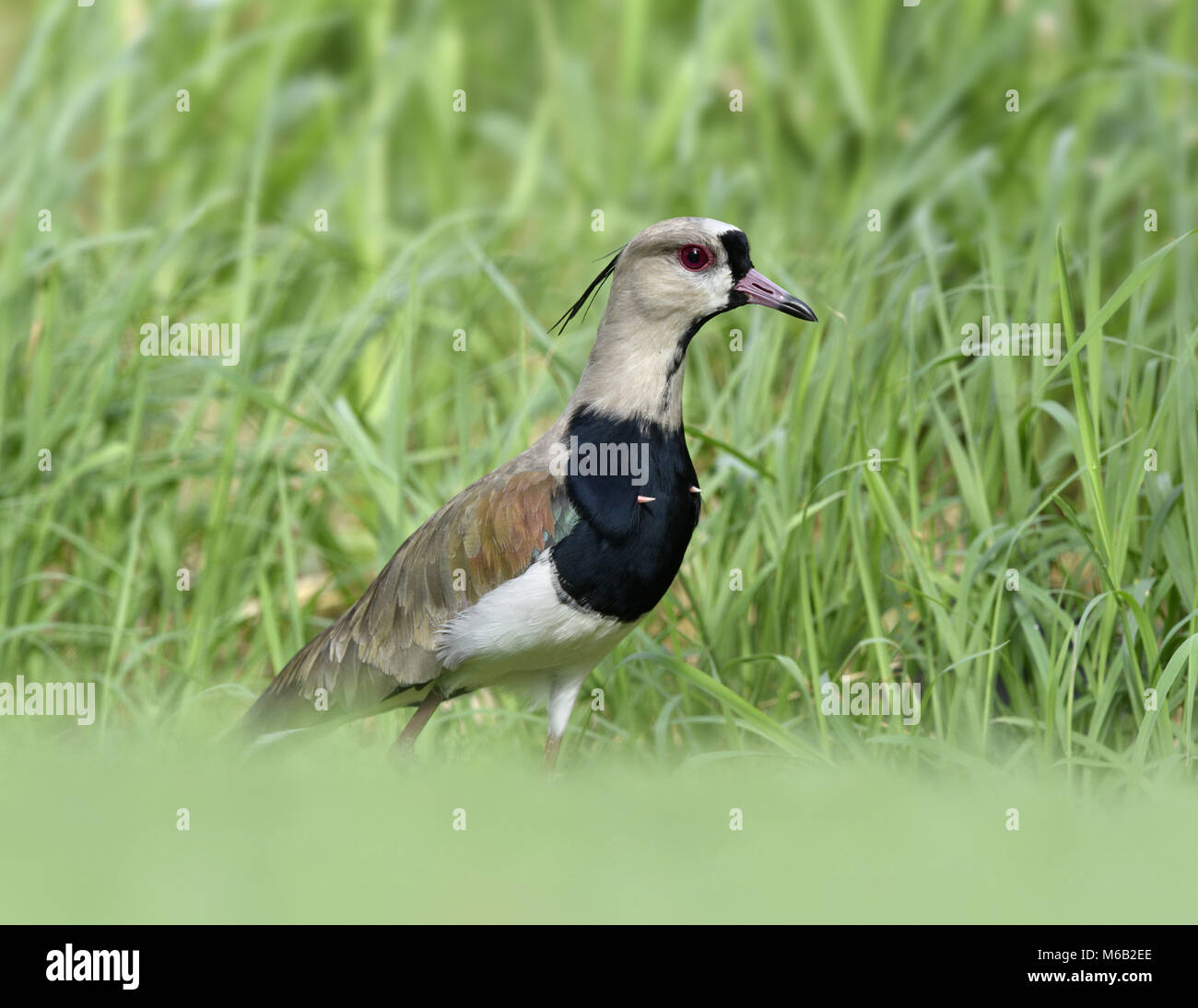 Le sud de sociable Vanellus chilensis - Banque D'Images