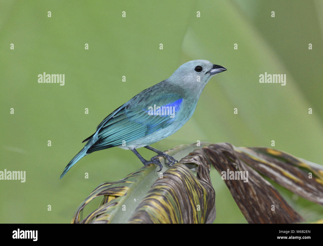 Blue-gray Tanager - Thraupis episcopus Banque D'Images