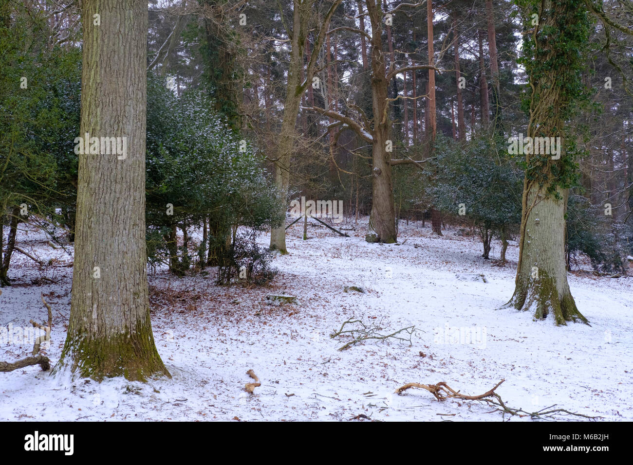 Météo France 1er mars 2018 Premier jour du printemps dans le New Forest Hampshire avec la neige de la bête de l'Est. Paul Chambers Crédit Banque D'Images