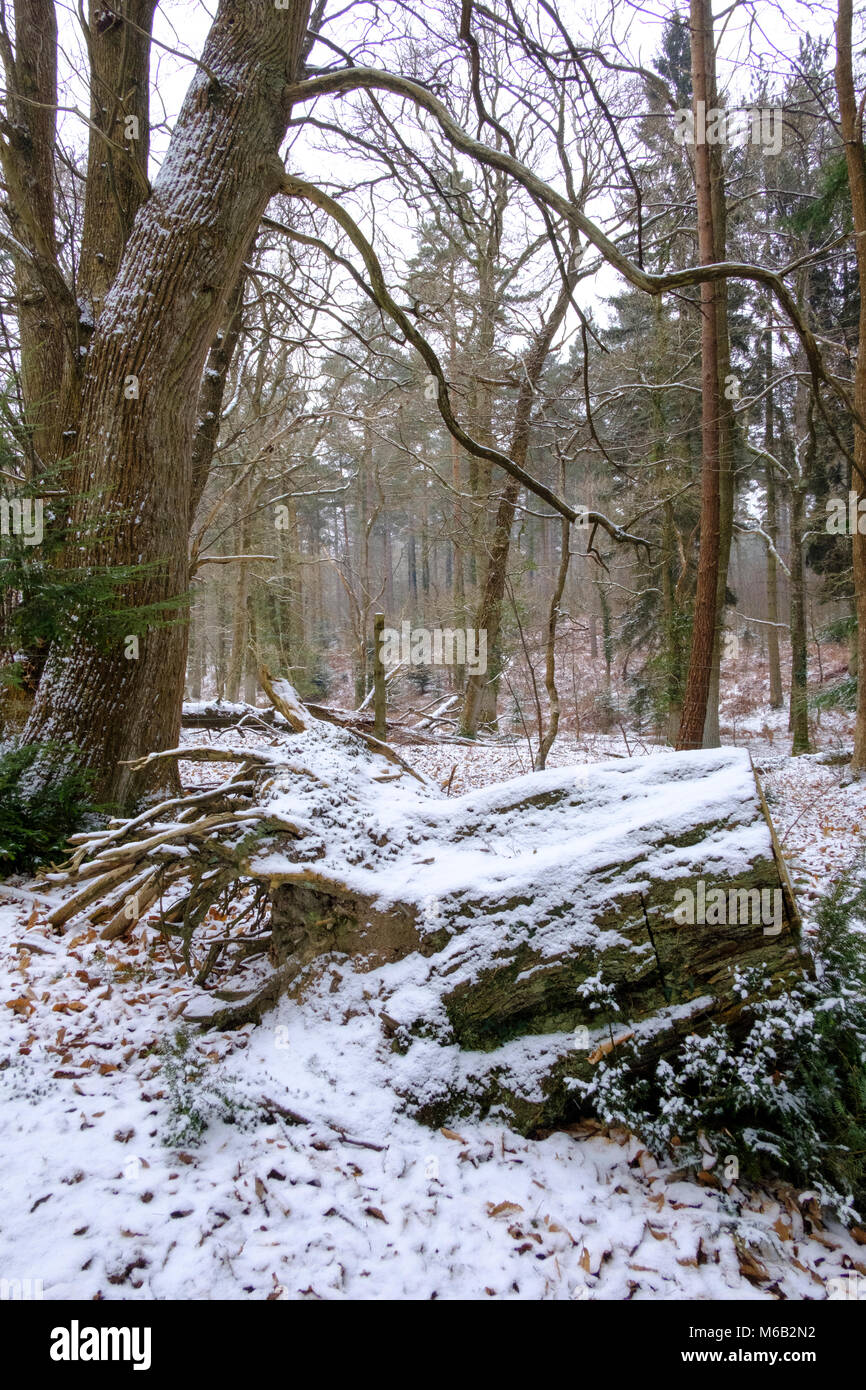 Météo France 1er mars 2018 Premier jour du printemps dans le New Forest Hampshire avec la neige de la bête de l'Est. Paul Chambers Crédit Banque D'Images