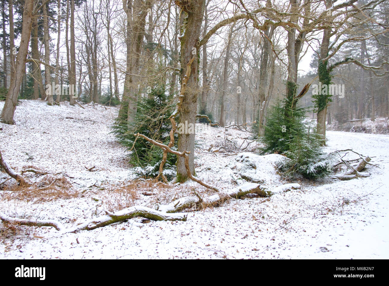 Météo France 1er mars 2018 Premier jour du printemps dans le New Forest Hampshire avec la neige de la bête de l'Est. Paul Chambers Crédit Banque D'Images