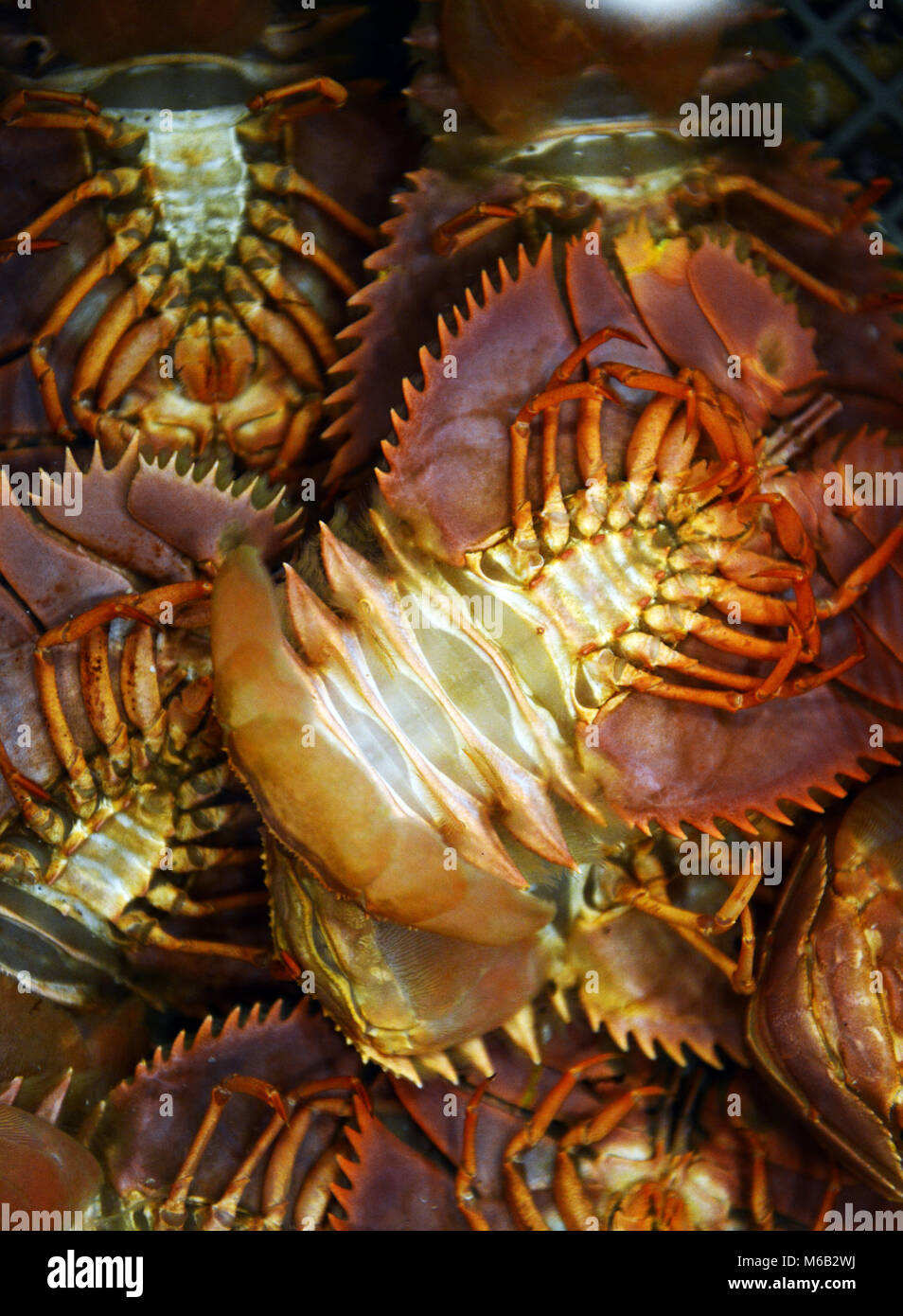 Les crabes colorés, Obama onsen à Kyushu, au Japon. Banque D'Images