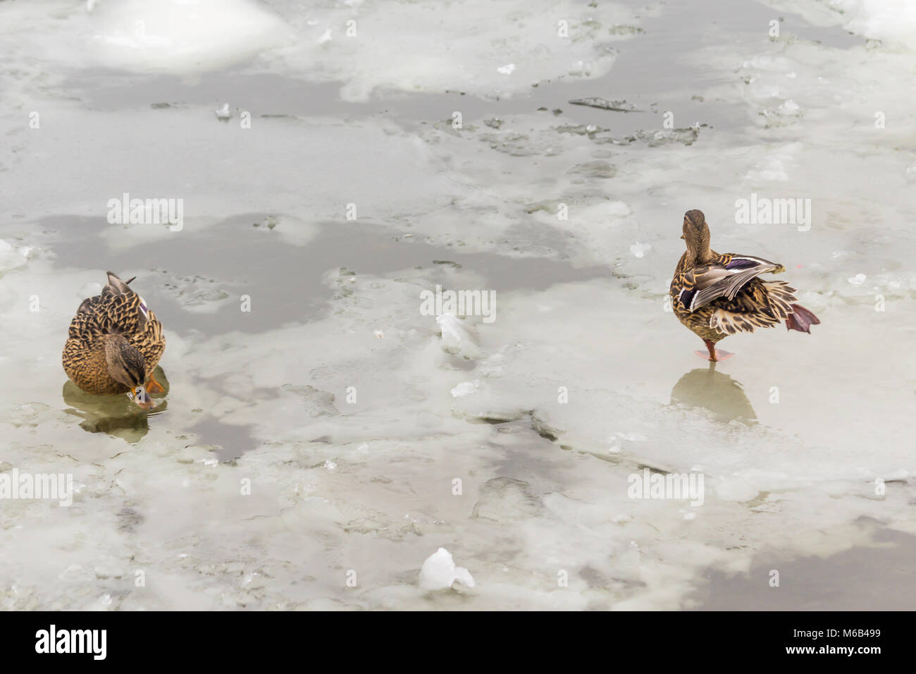 Deux canards sauvages sur la banquise. La photo pour le site sur les oiseaux, la nature, les saisons, l'Arctique. Banque D'Images