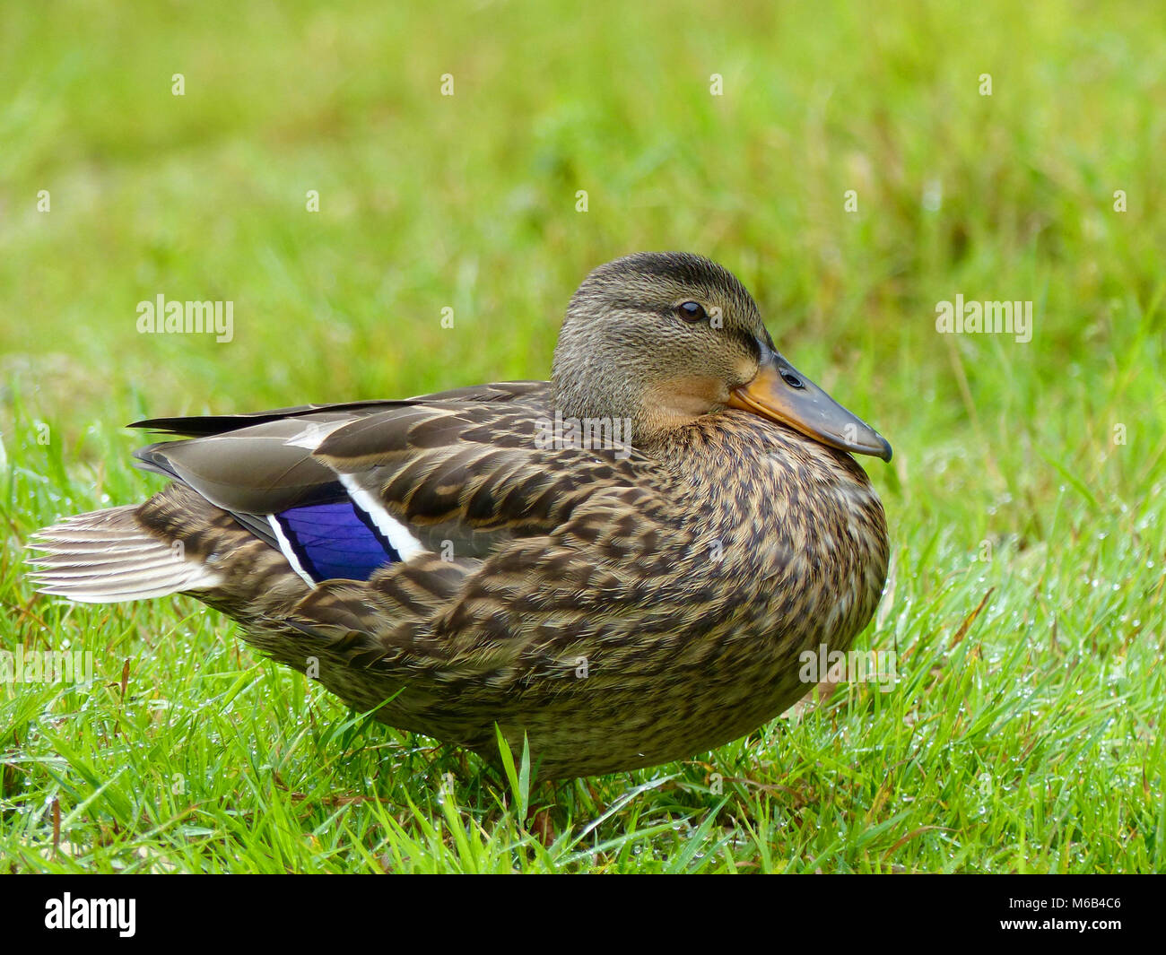 Canard bien nourris avec une bande bleue sur les ailes Banque D'Images