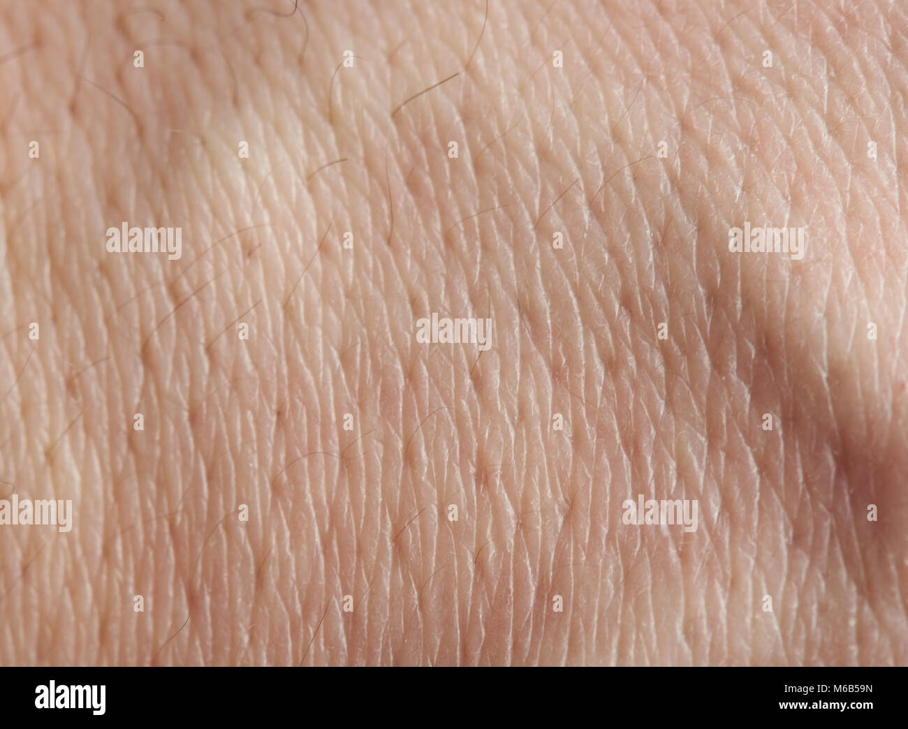 Les pores de peau avec des cheveux noirs macro close up Banque D'Images