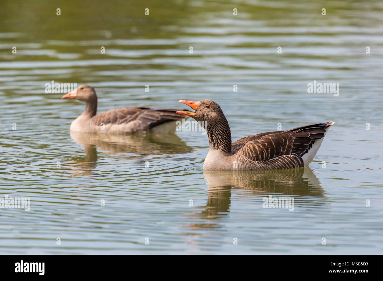 Deux gris naturel oies (Anser anser) Nager dans l'eau, cry, bec ouvert Banque D'Images