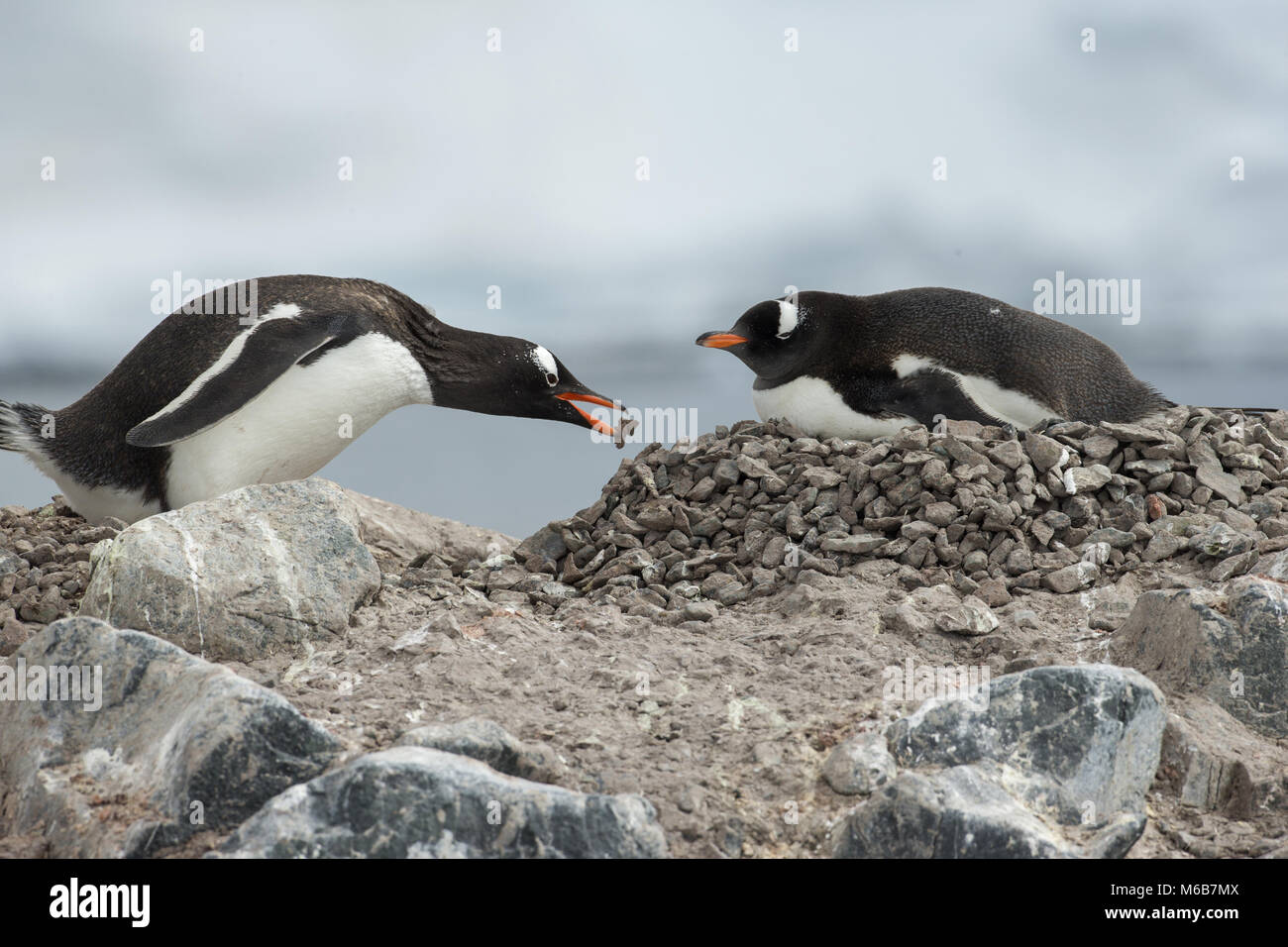 Gentoo pingouin (Pygoscelis papua) avec un Rock Banque D'Images