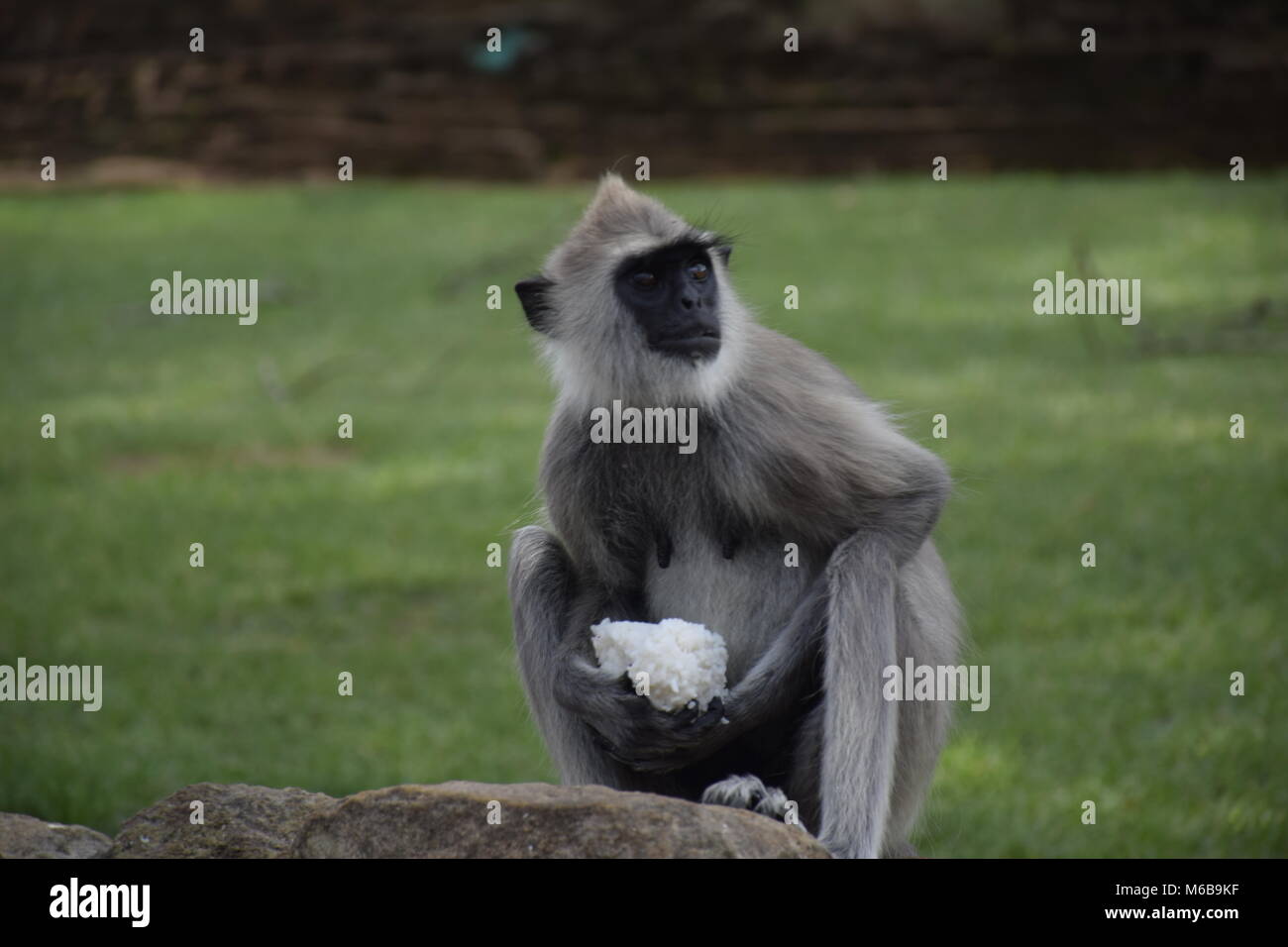 Les singes, Sri Lanka Banque D'Images