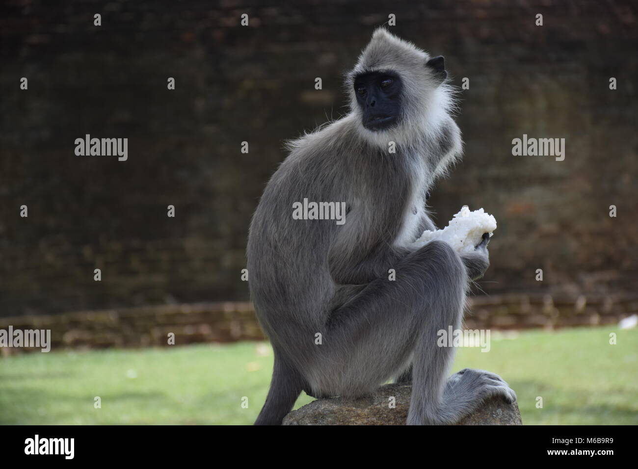 Les singes, Sri Lanka Banque D'Images