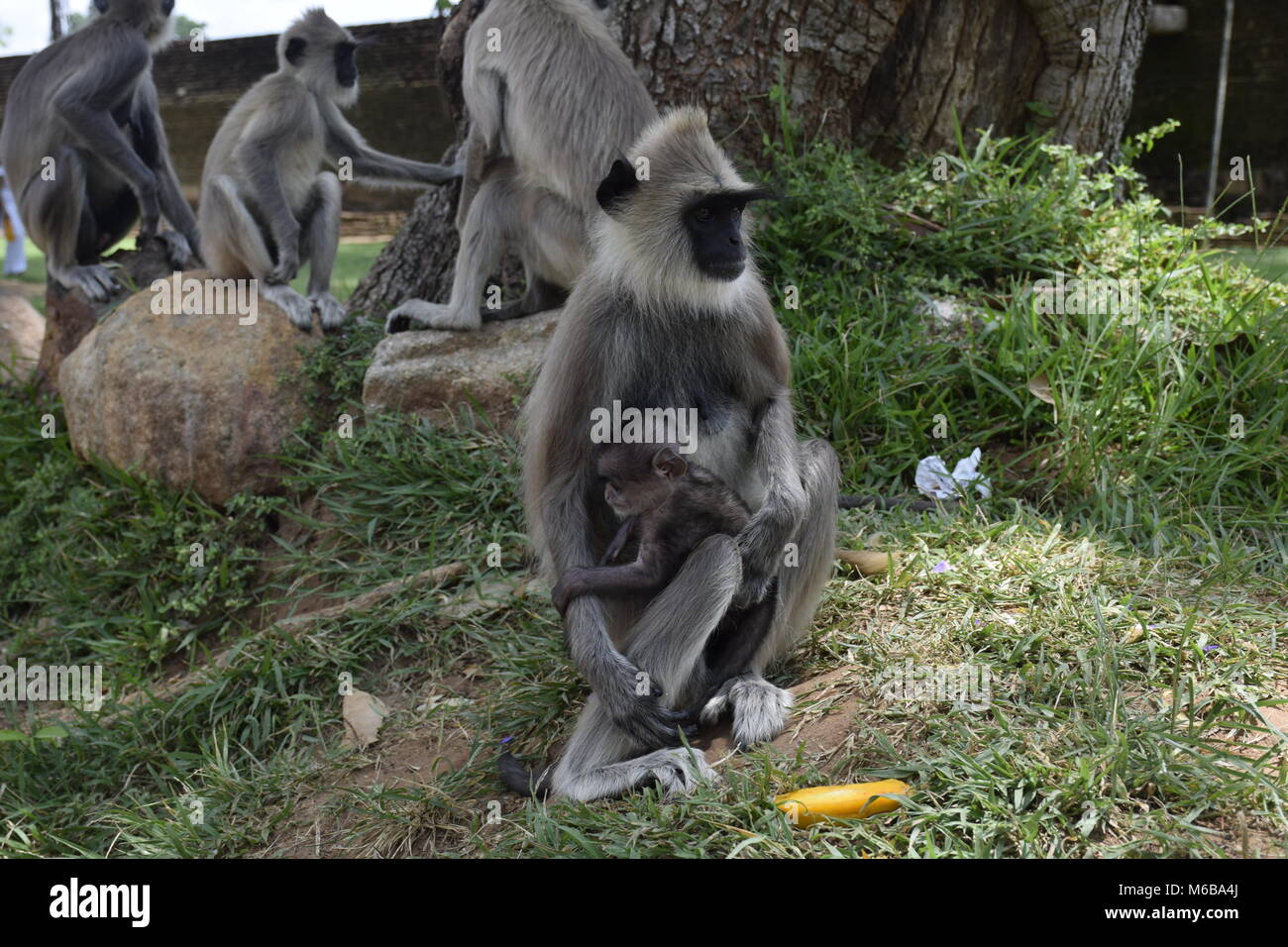 Les singes, Sri Lanka Banque D'Images
