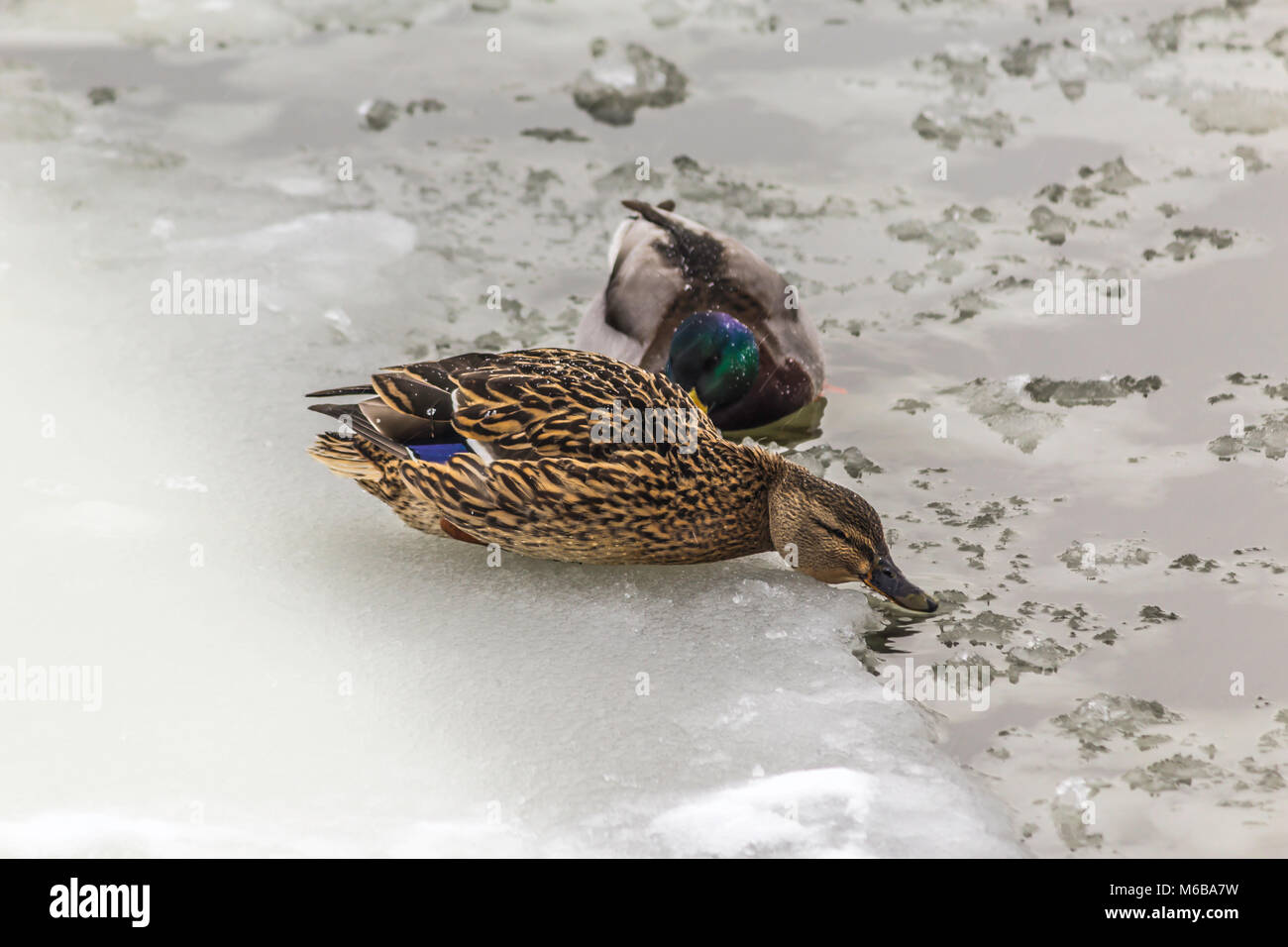 Le canard sauvage et drake vivant sur la banquise. La photo pour le site sur les oiseaux, la nature, les saisons, l'Arctique. Banque D'Images