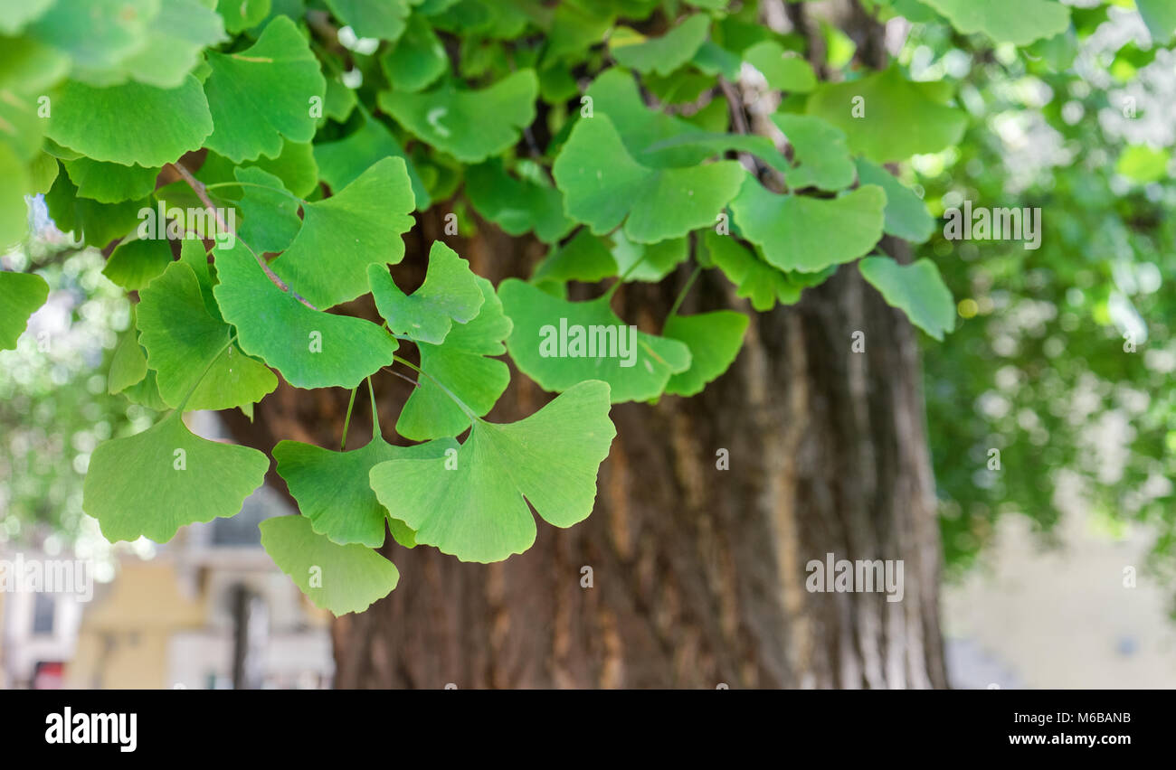 Close-up d'un vieux arbre ginkgo à Vérone, Italie Banque D'Images