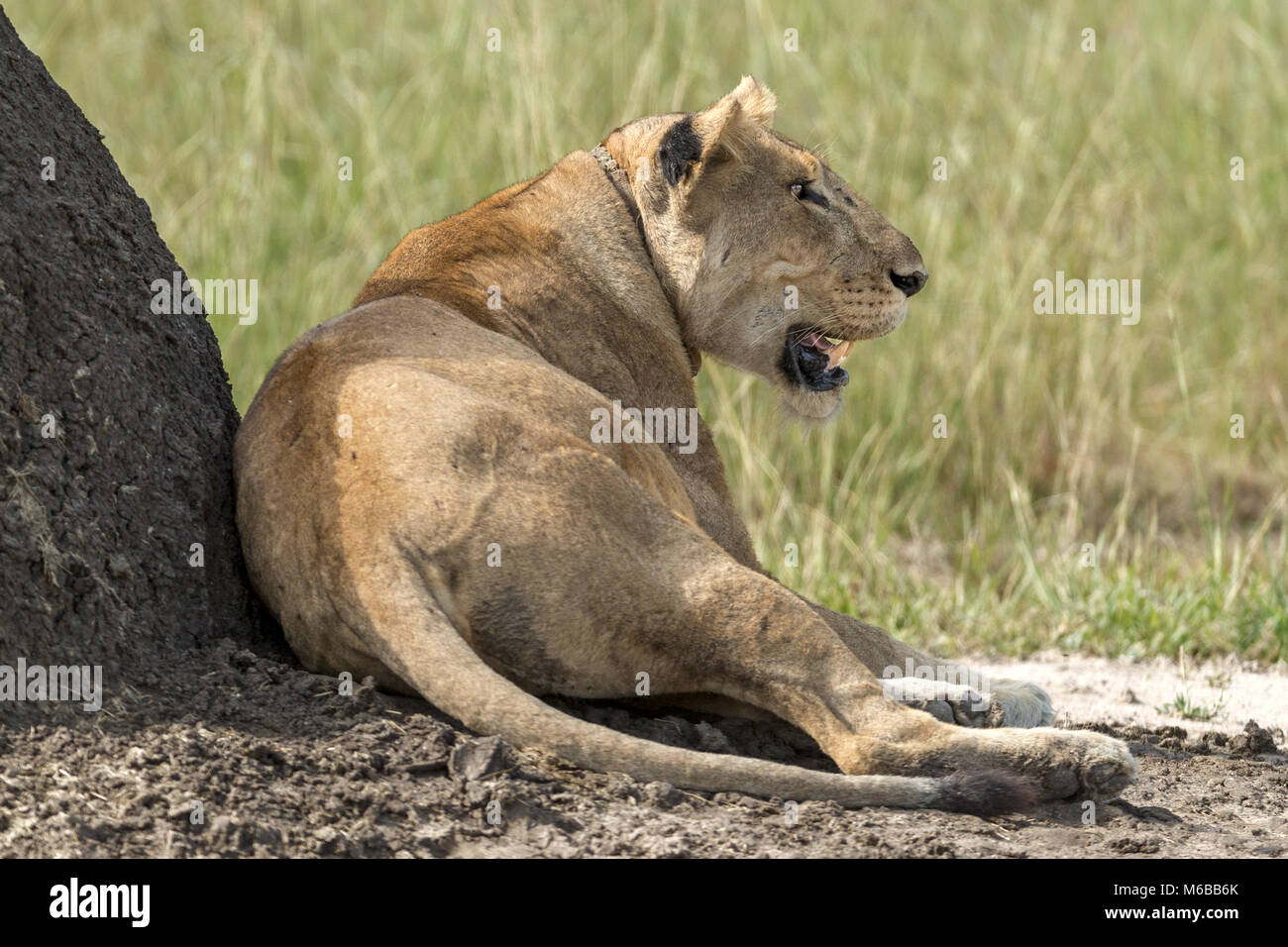 Lionne avec colliers de suivi post-prandiale, Parc national Queen Elizabeth, l'Ouganda, l'Afrique Banque D'Images