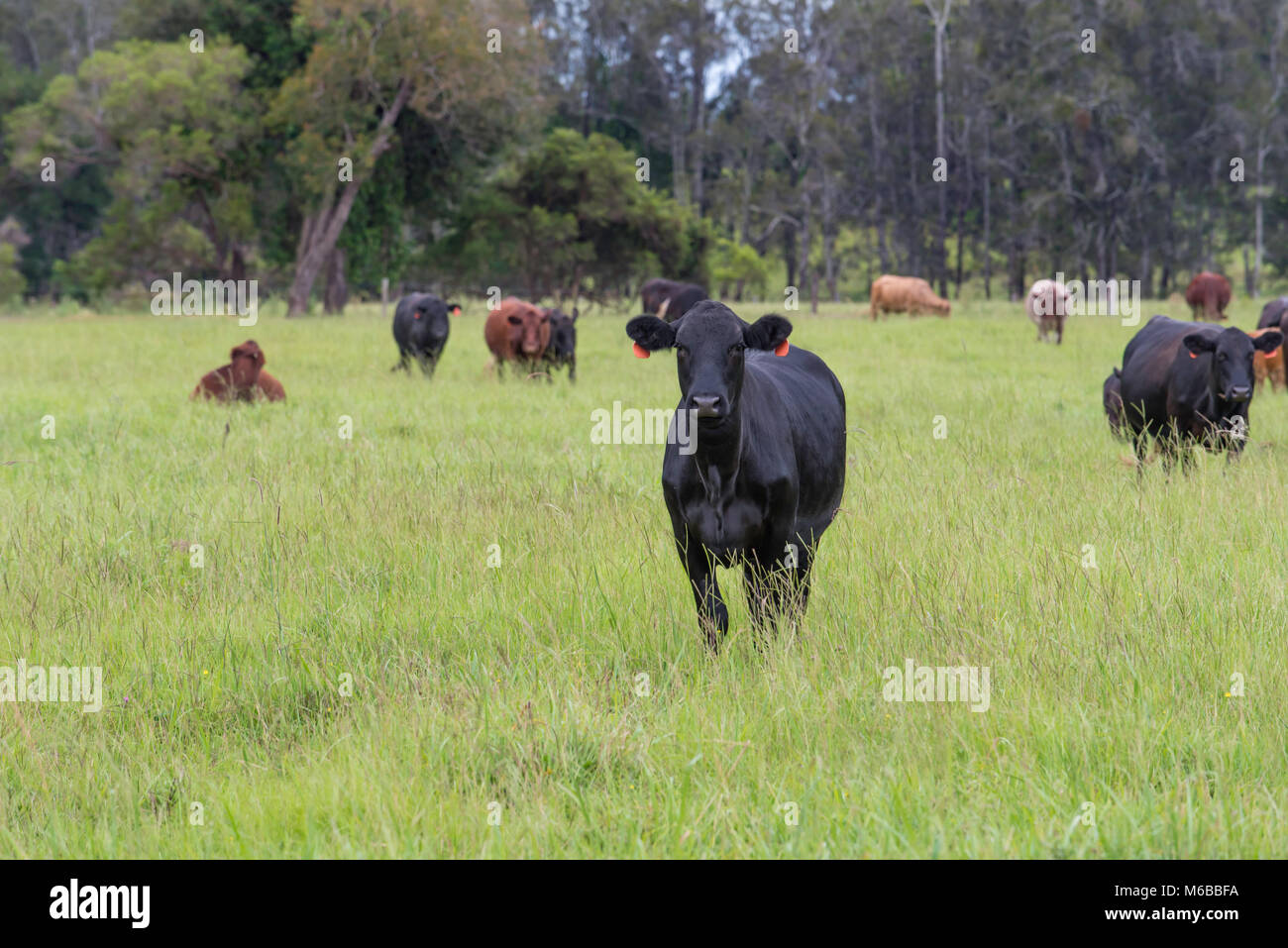 Black Angus et Santa Gertrudis bovins dans une ferme dans le nord de NSW, Australie Banque D'Images