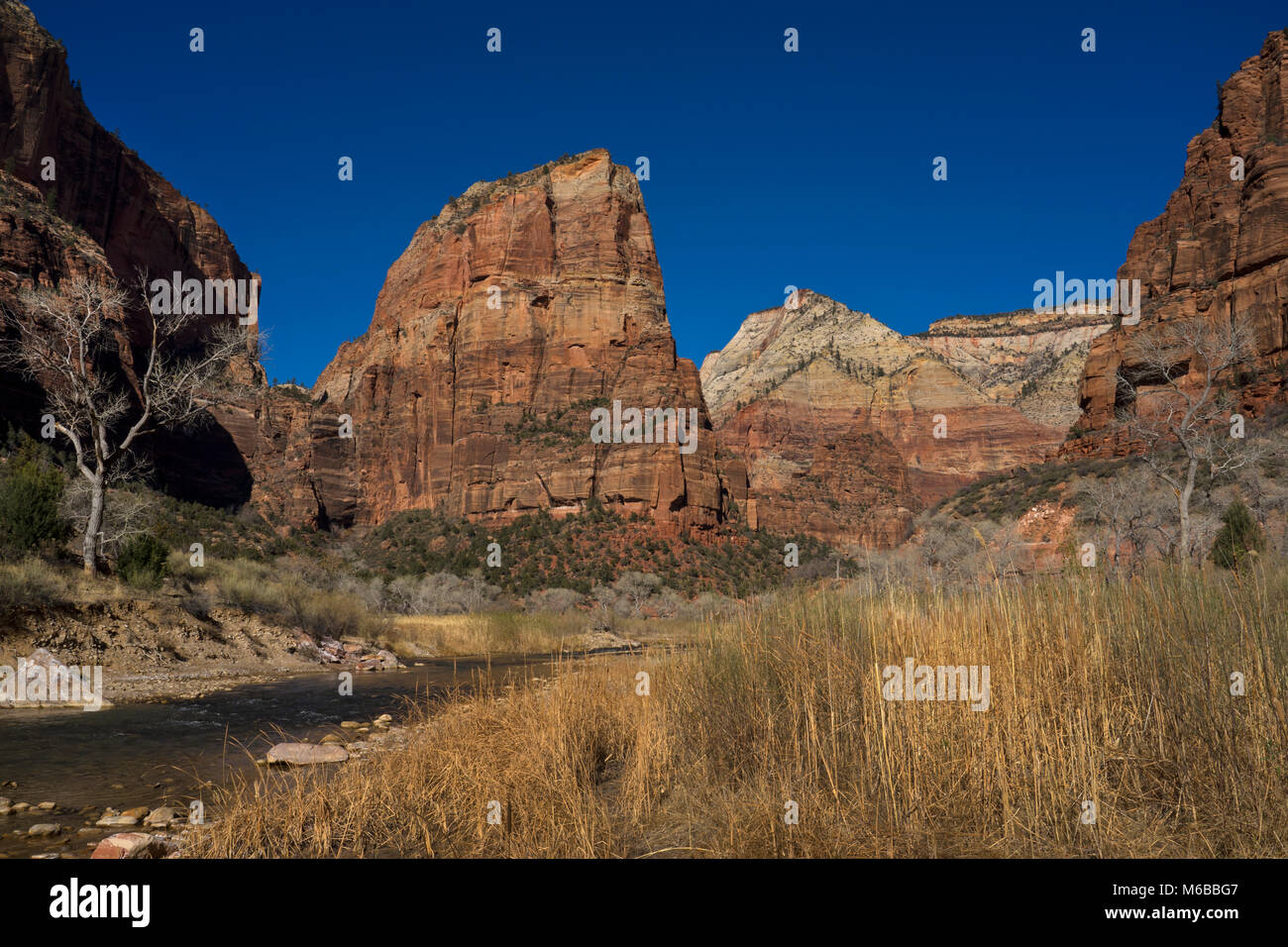 Zion National Park, Utah, United States of America Banque D'Images