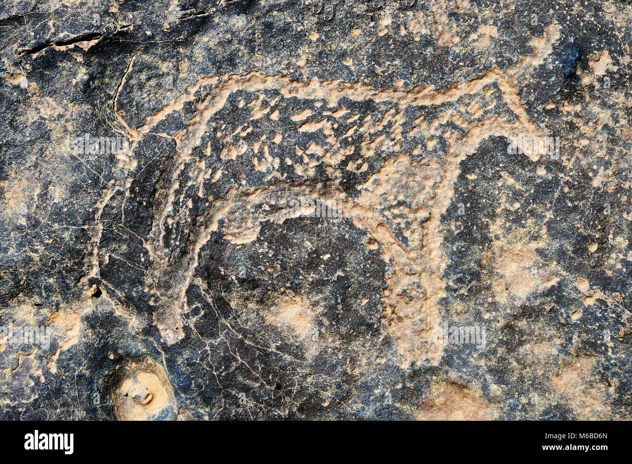 La préhistoire saharienne rock pétroglyphes sculptures art de bovins à partir d'un site 20km à l'est de Taouz, au sud est du Maroc Banque D'Images