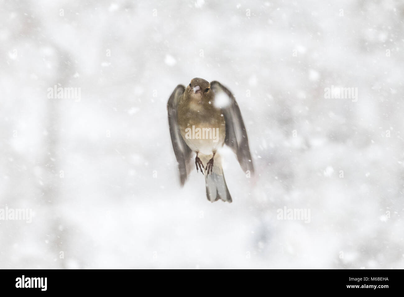 Chaffinch femelle voler dans la neige Banque D'Images