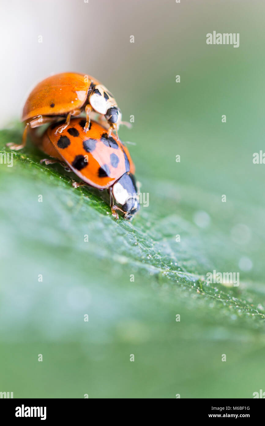 Accouplement des ladybirds de l'Arlequin (Harmonia axyridis) Banque D'Images