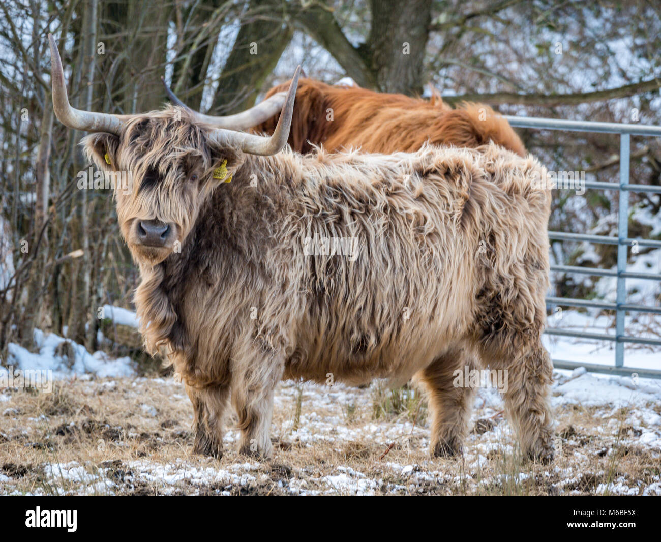 Les vaches Highland dans la neige à la suite de la "bête de l'Est' de 2018, tempête à Hothfield commun, Kent, UK Banque D'Images