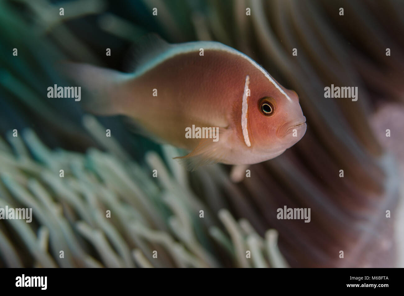 Poisson Clown Amphiprion perideraion, rose, Pomacentridae, Anilao, Asie, Philippenes Banque D'Images