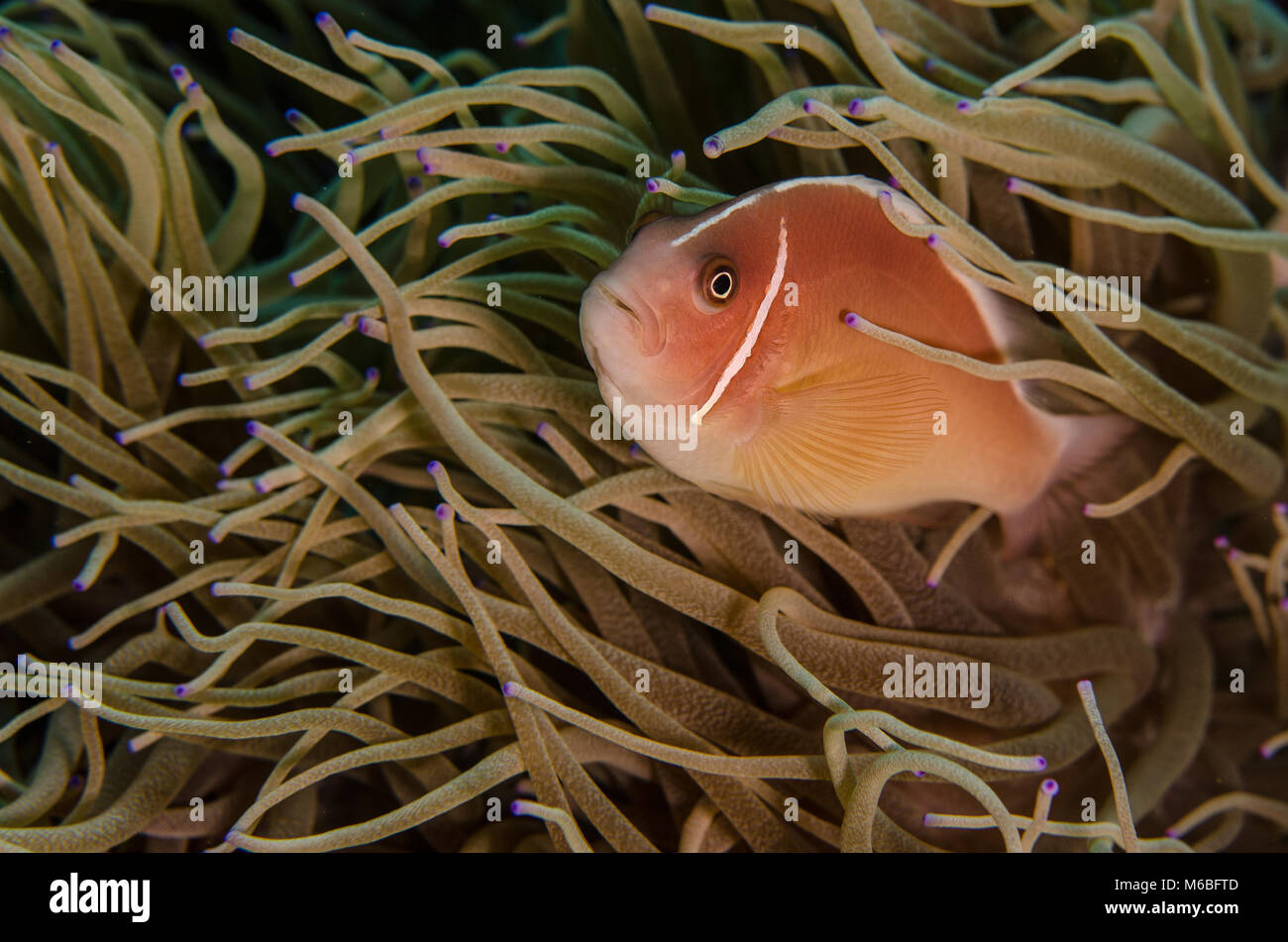 Poisson Clown Amphiprion perideraion, rose, Pomacentridae, Anilao, Asie, Philippenes Banque D'Images