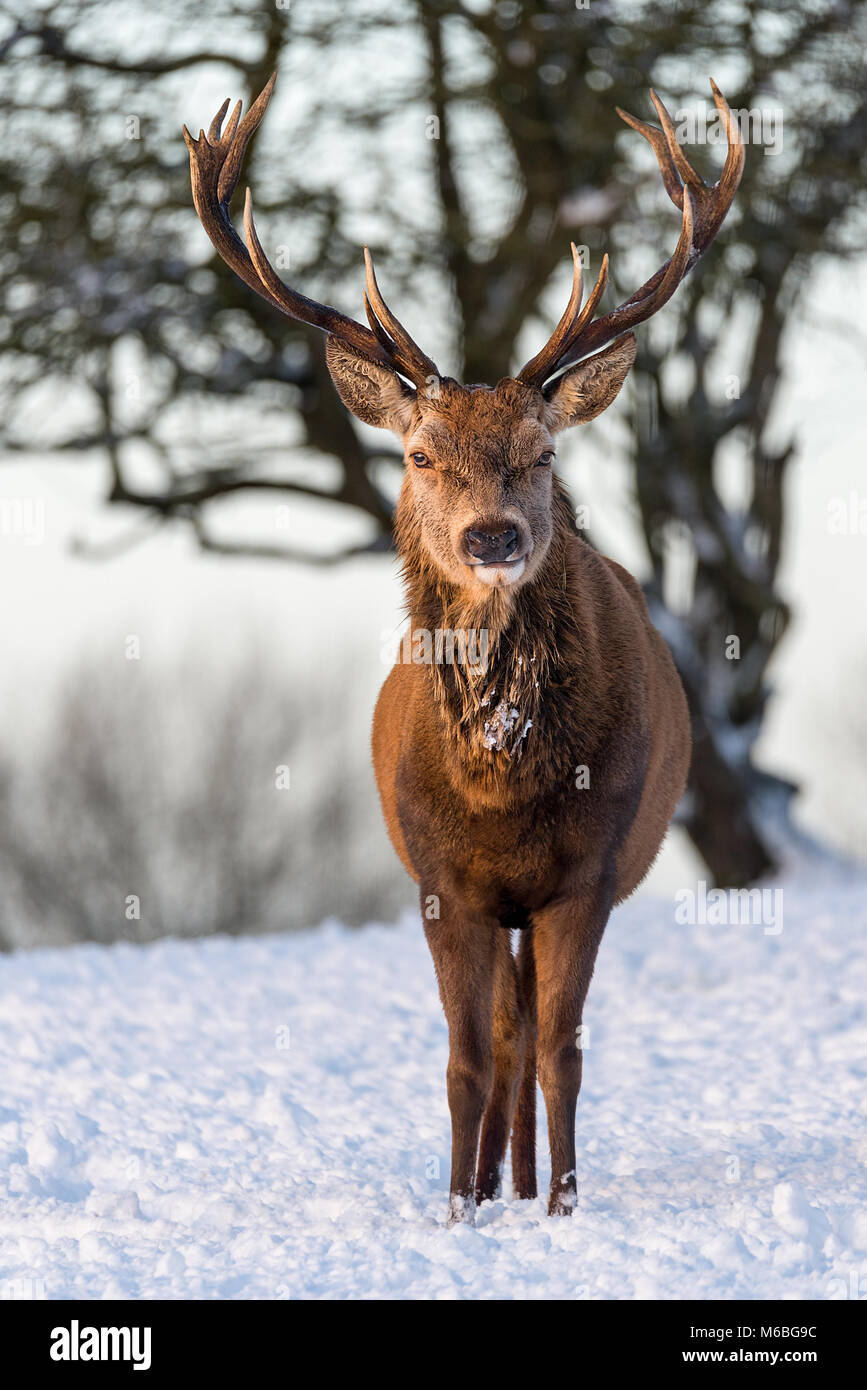 Un grand mâle red deer stag avec bois de regarder directement la caméra d'un champ couvert de neige. Banque D'Images