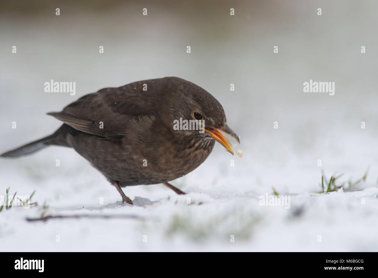 Blackbird femelle dans la neige Banque D'Images