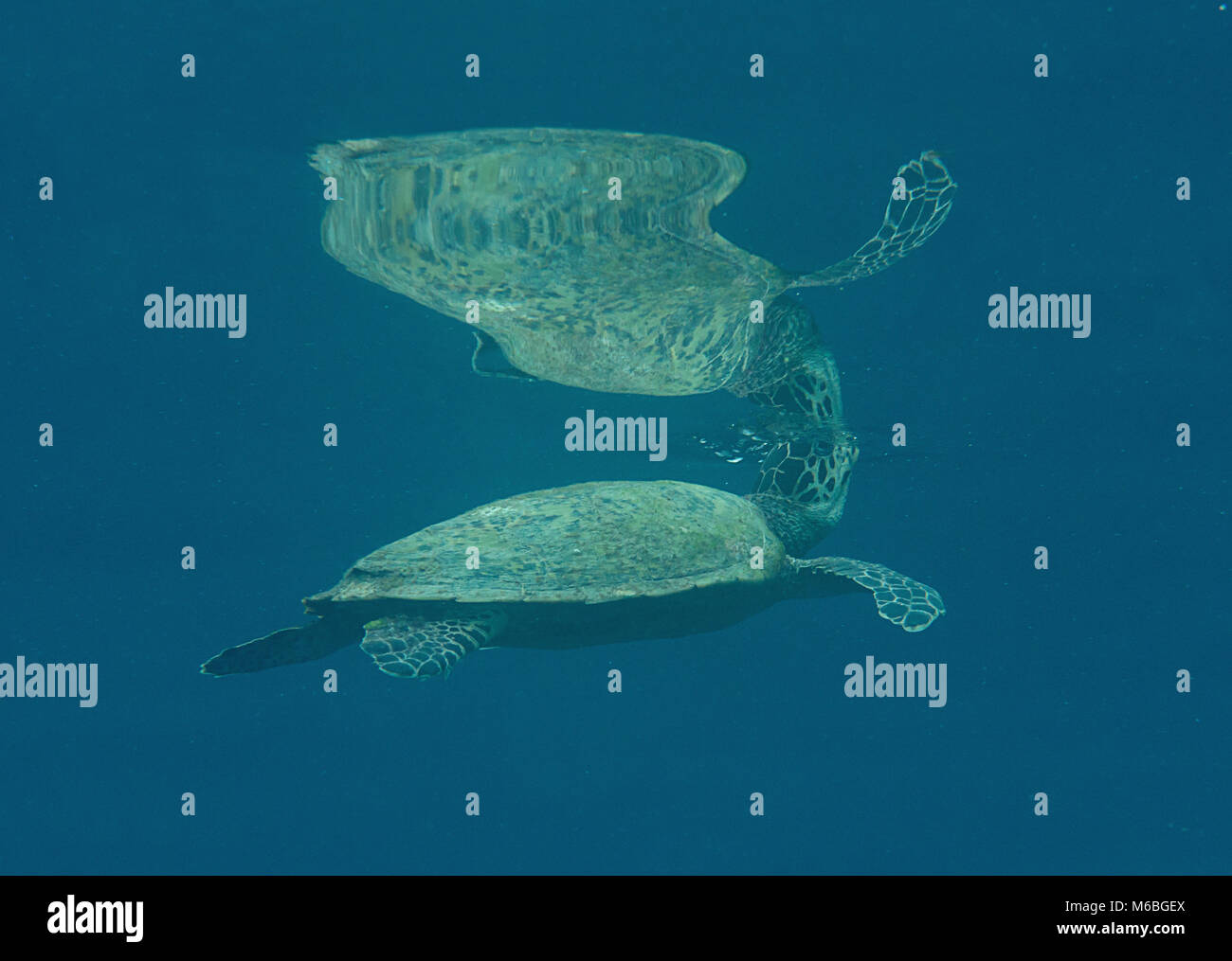 Tortue verte (Chelonia mydas) nage à la surface pour respirer à l'air de poisson remora (Echeneis naucrates) , Bali, Indonésie Banque D'Images