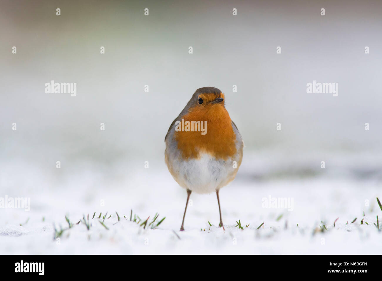 Robin dans la neige Banque D'Images