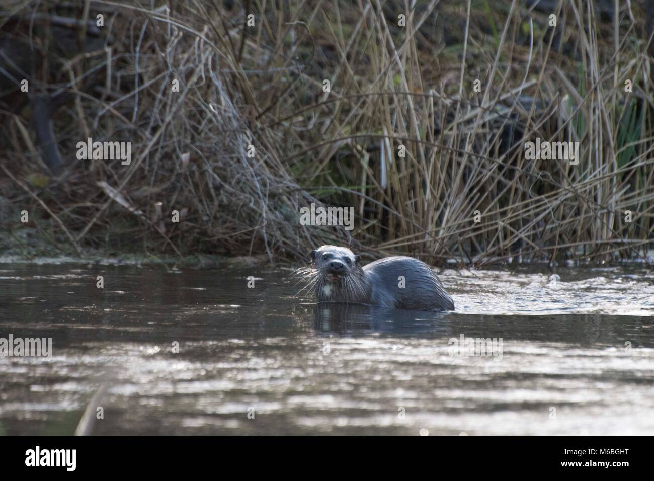 Loutre dans une rivière Norfolk Banque D'Images