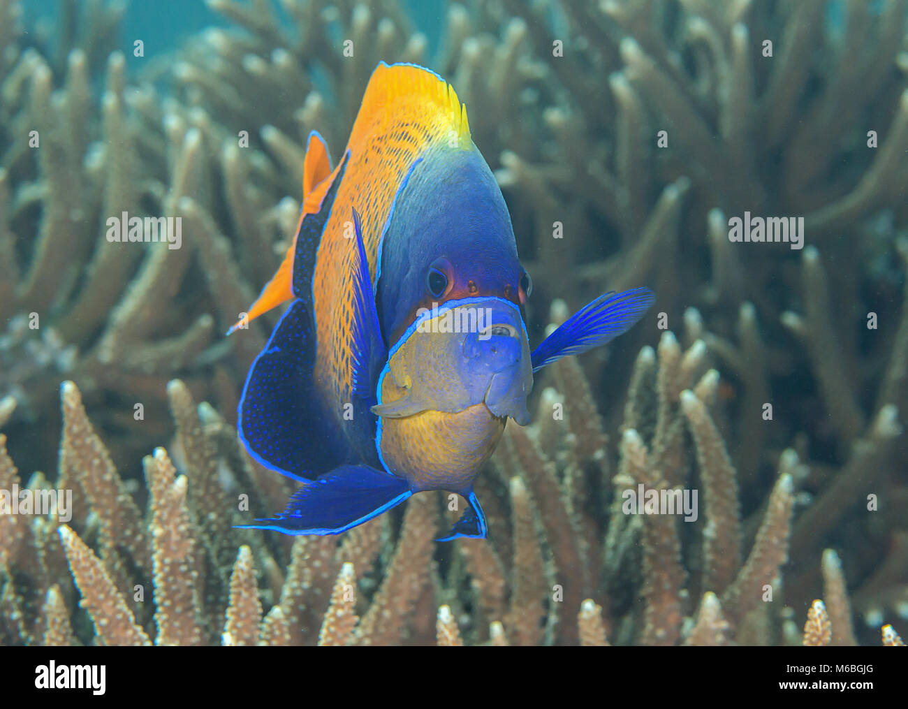 Yellowface Blueface ou poissons-anges ( Pomacanthus xanthometopon ) natation plus de coraux de Bali, Indonésie Banque D'Images